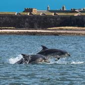 Two dolphins leaping out of the water near a sandy beach with a town in the distance