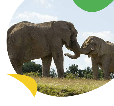 Two Elephants at Howletts Wild Animal Park near Romney Sands Holiday Park