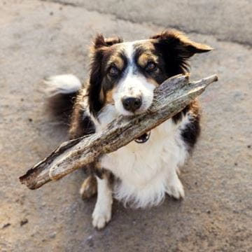 a dog on a beach