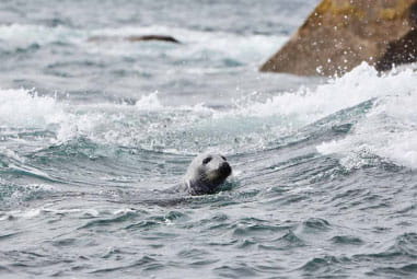A seal swimming in the sea