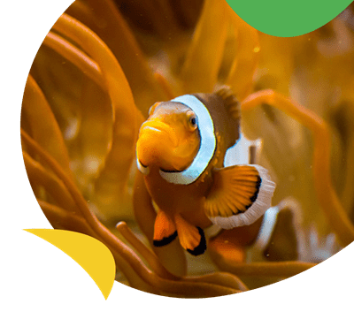 A tropical fish at The Deep near at Skipsea Sands Holiday Park