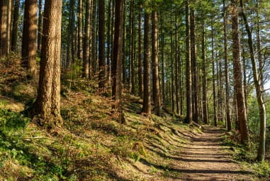 Forest trail