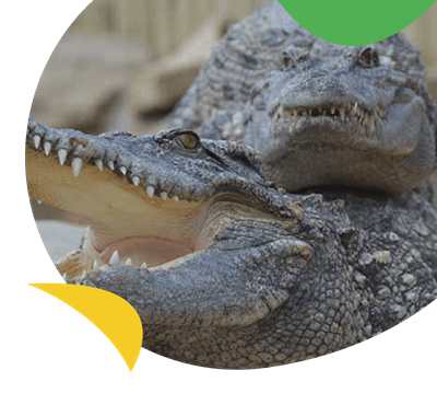 Crocodiles at Woodside WIldlife Park near Southview Holiday Park