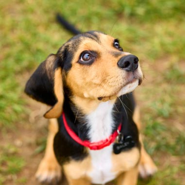 a dog in a park