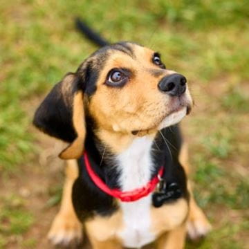 a dog in a park