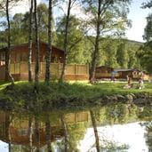 Woodland with wooden homes peeking through trees