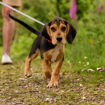 a dog going for a walk