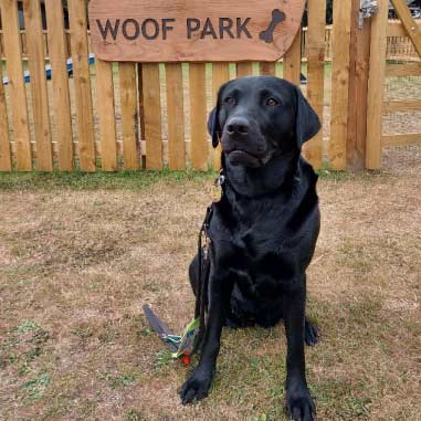 black Labrador 