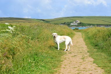 Doggo walking the Camel Trail