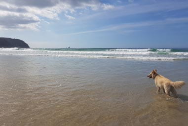 Dog playing in the sea at Perranporth