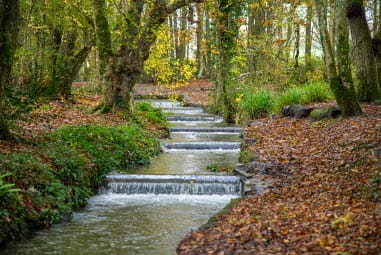 Tehidy Woods