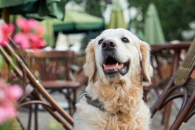 Dog posing for the camera