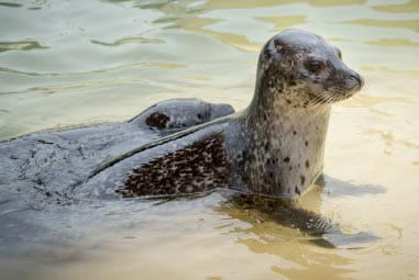 Seal at Cornish Seal Sanctuary