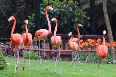 Pink flamingos at Paradise Park