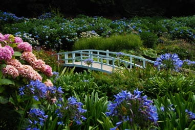 Beautiful flowers at Trebah Garden