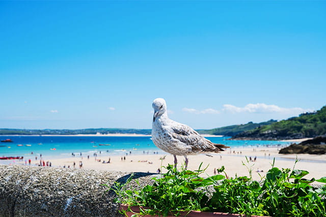 A seagull perched on a wall overlooking a beach in Cornwall