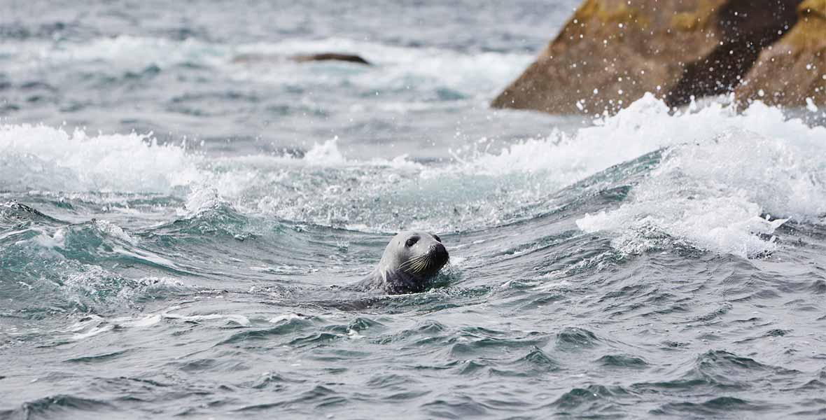 A seal popping its head up above the waves on the Cornish coast