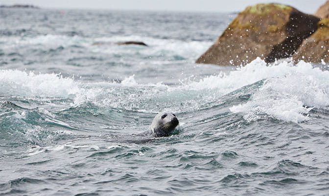 A seal bobbing in the waves off the Cornish coast