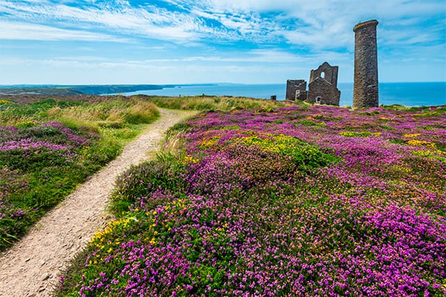 Colourful flowers on a Cornwall cliff top overlooking the sea and ruins of a historic mine