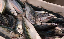 Fresh Mackerel at a fish market