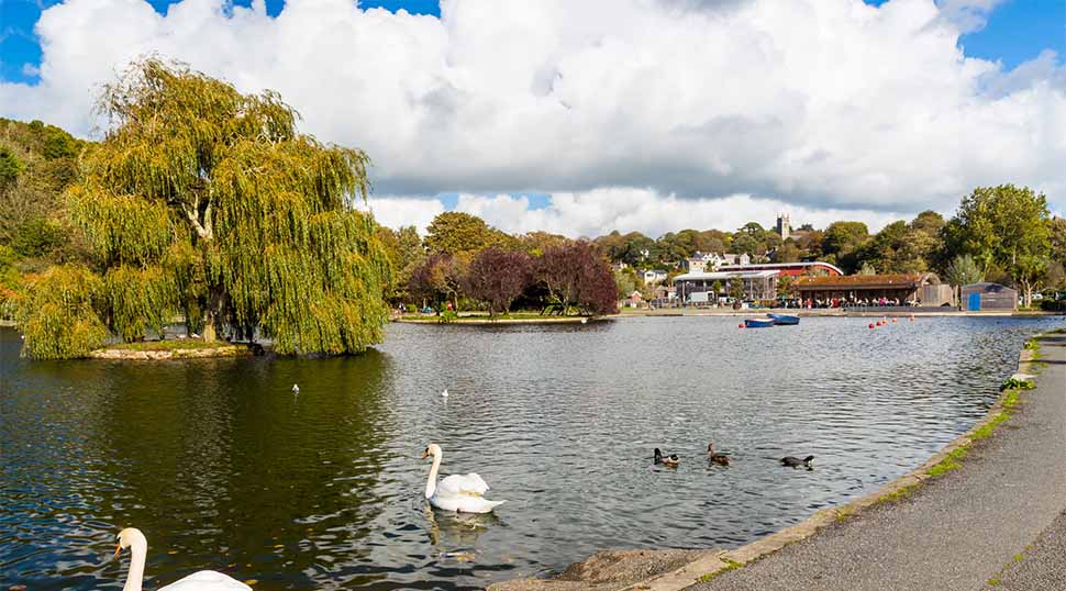 Swans swimming in the boating lake in Helston, Cornwall