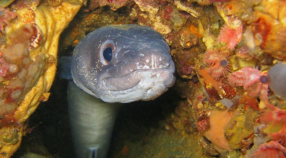 Conger Eel