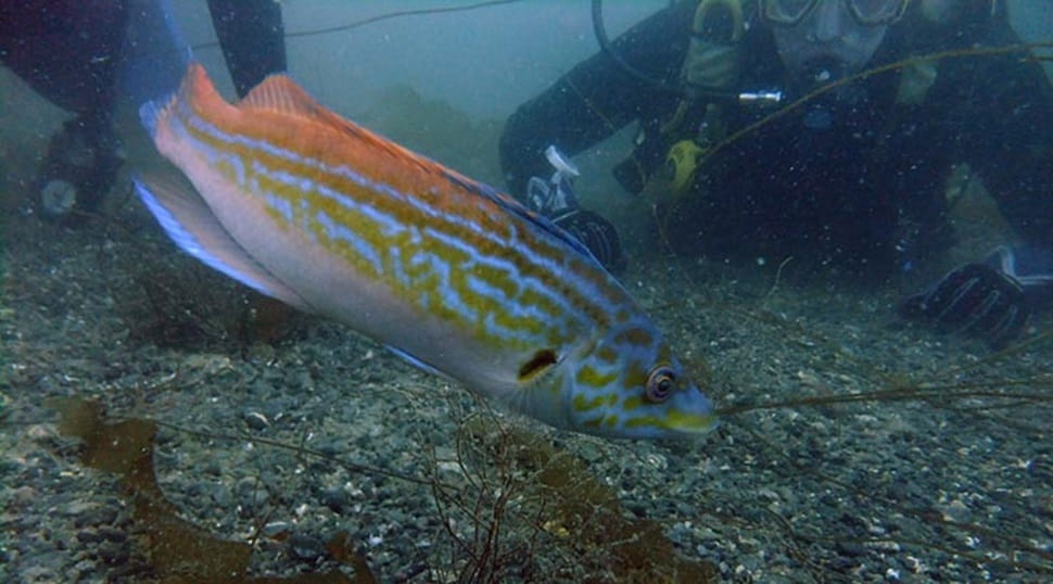 Cucko Wrasse fish