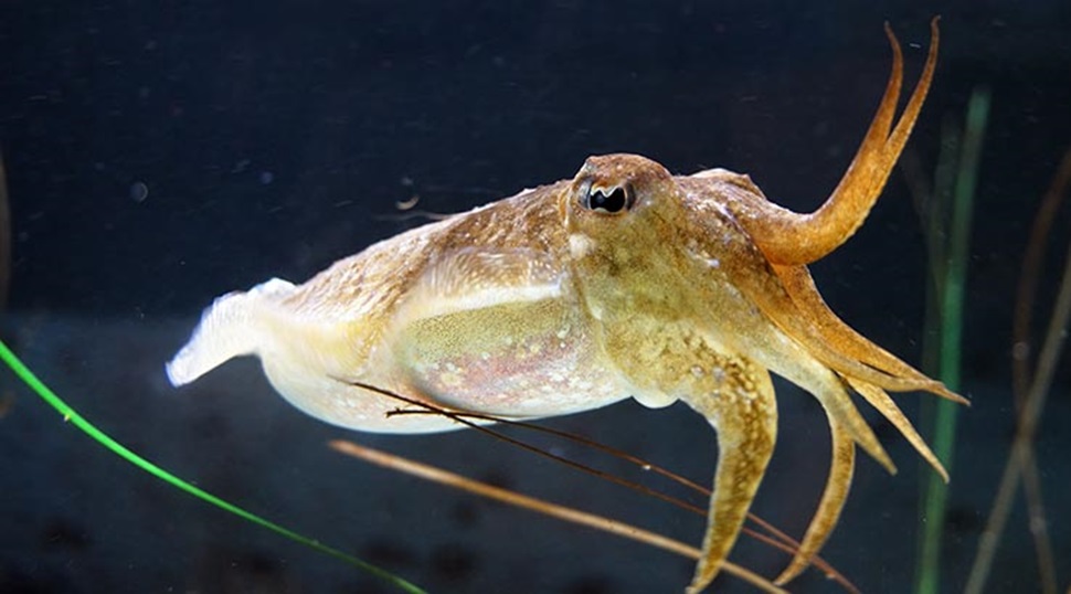 Cuttlefish