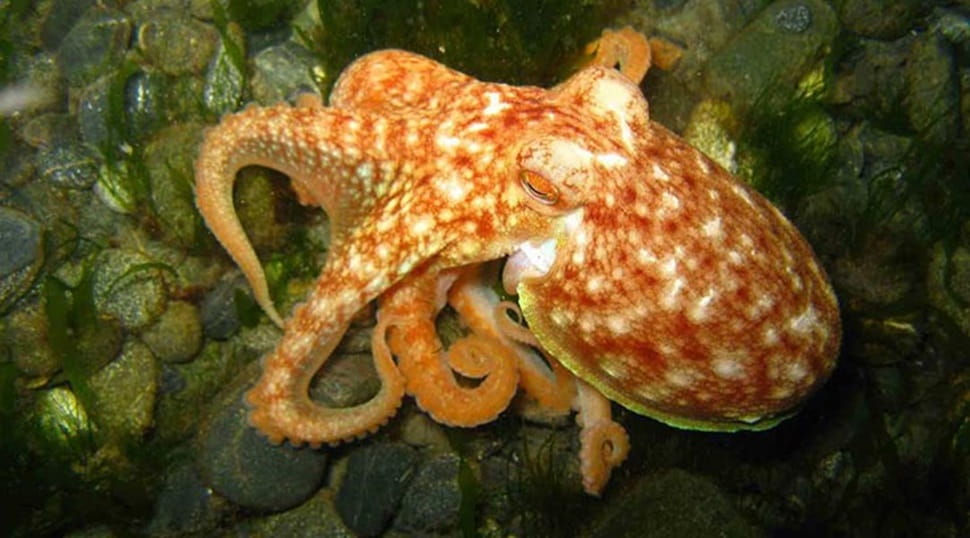 Orange Octopus