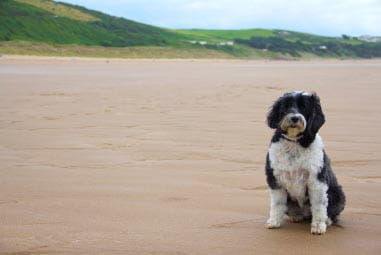 Dog sat on beach