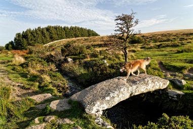 Dog standing on rock