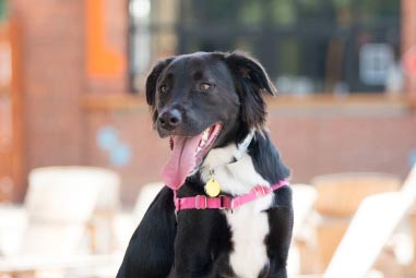 Dog looking at camera wearing pink collar