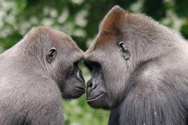 Gorillas looking at each other