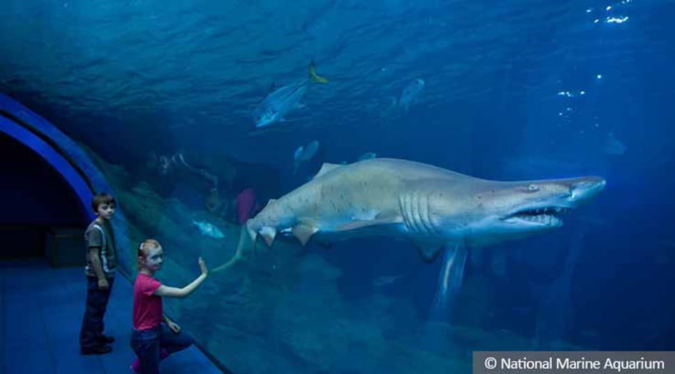 National Marine Aquarium