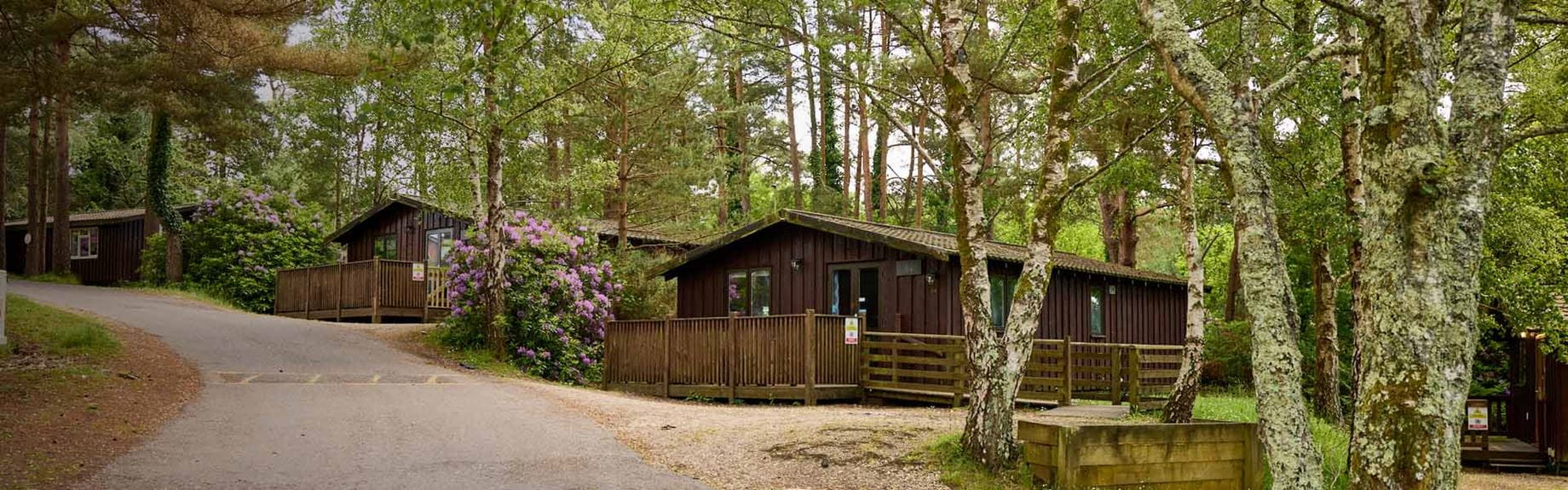 Holiday lodges nestled amongst the woodland in Dorset