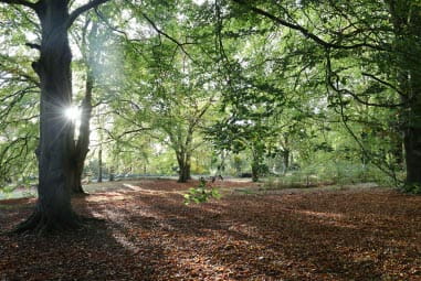 Woodland walks