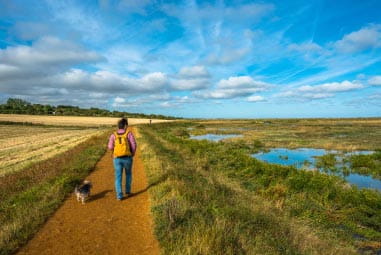 Man walking with dog in sunshine