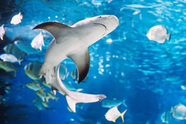 Shark at SEALIFE centre