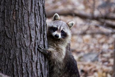 Racoon peeking behind a tree