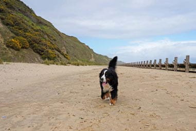 Dog walking along the beach