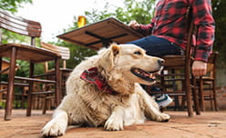 A dog lying on the floor in the a pub beer garden