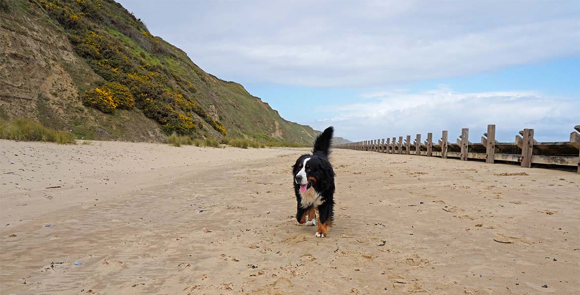 A dog walking along the beach in Norfolk