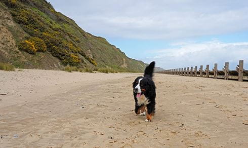A dog walking along the beach in Norfolk
