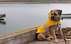 A terrier wearing a trendy yellow raincoat