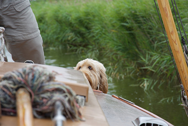 A dog sitting on a sailing boat in the Norfolk Broads