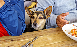 A dog sat at a table in a pub