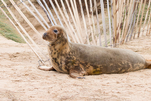 A seal resting on the sand on a Norfolk beach