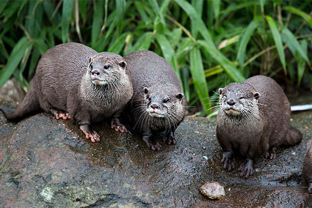 Three cute otters resting on a rock in a zoo