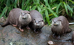Otters sitting on a rock in a zoo