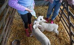 Cute baby lambs being bottle fed in a barn